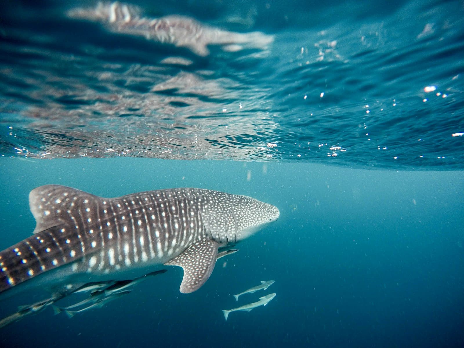 A whale shark cruising just below the surface, trailed by small fish