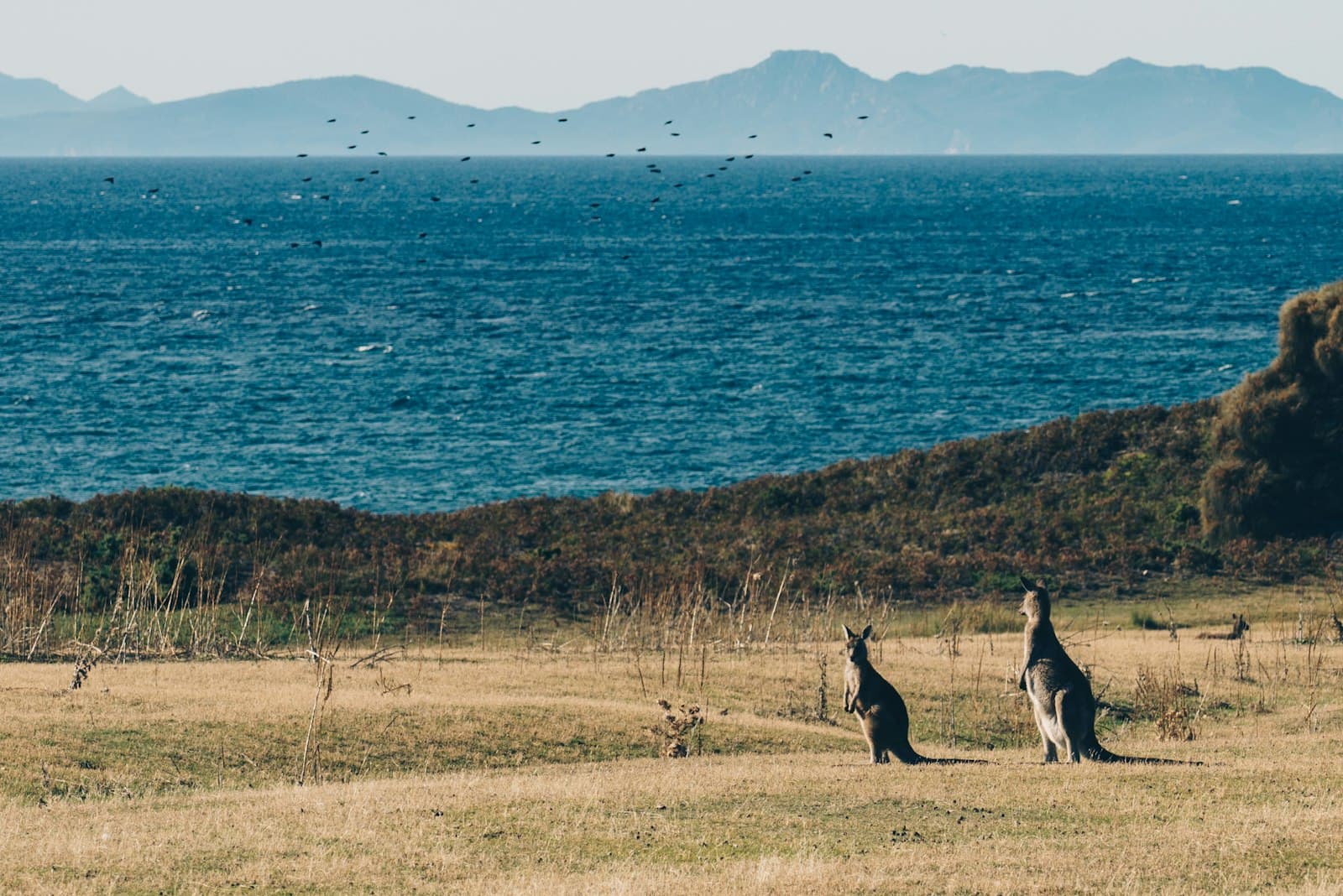 Two kangaroos on a grassy headland above a deep blue sea