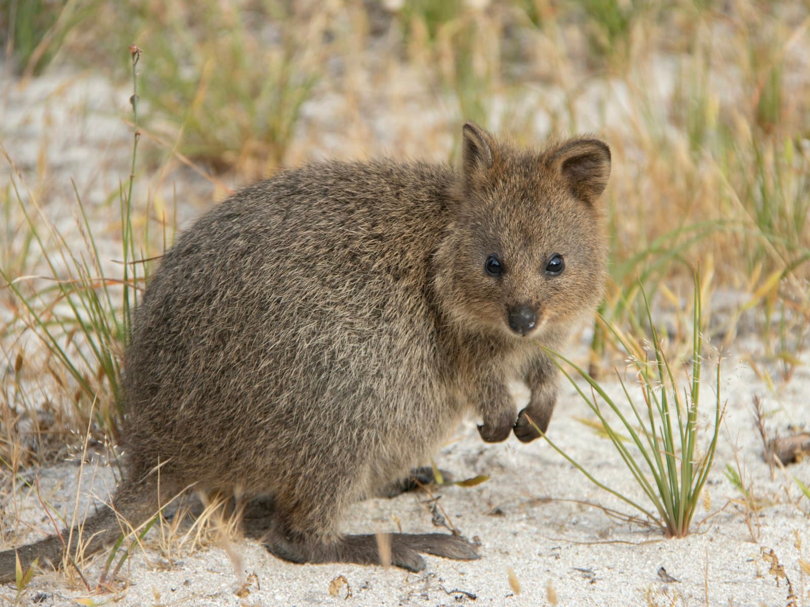 A quokka sitting up in the beach grass on Rottnest Island