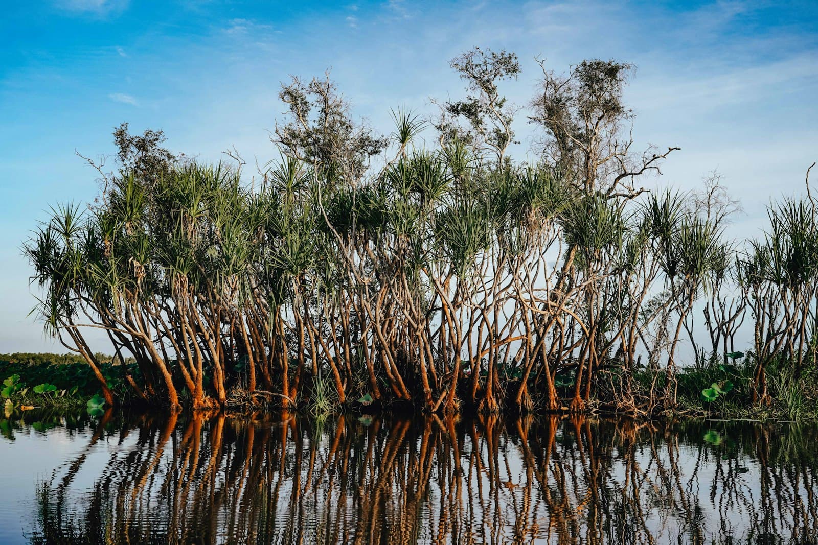 Pandanus trees reflected in a still Top End billabong