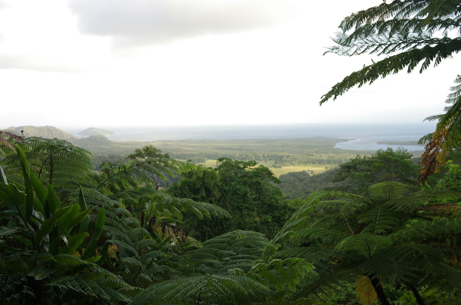 Rainforest ferns at a Daintree lookout, the coast hazy far below