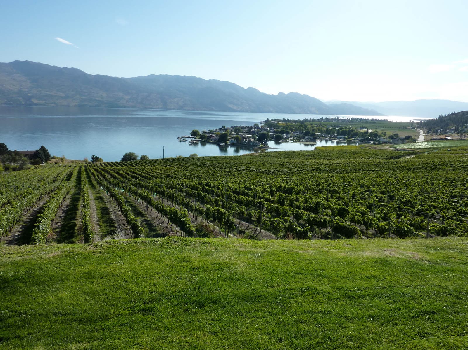 Vineyard rows running down to Okanagan Lake