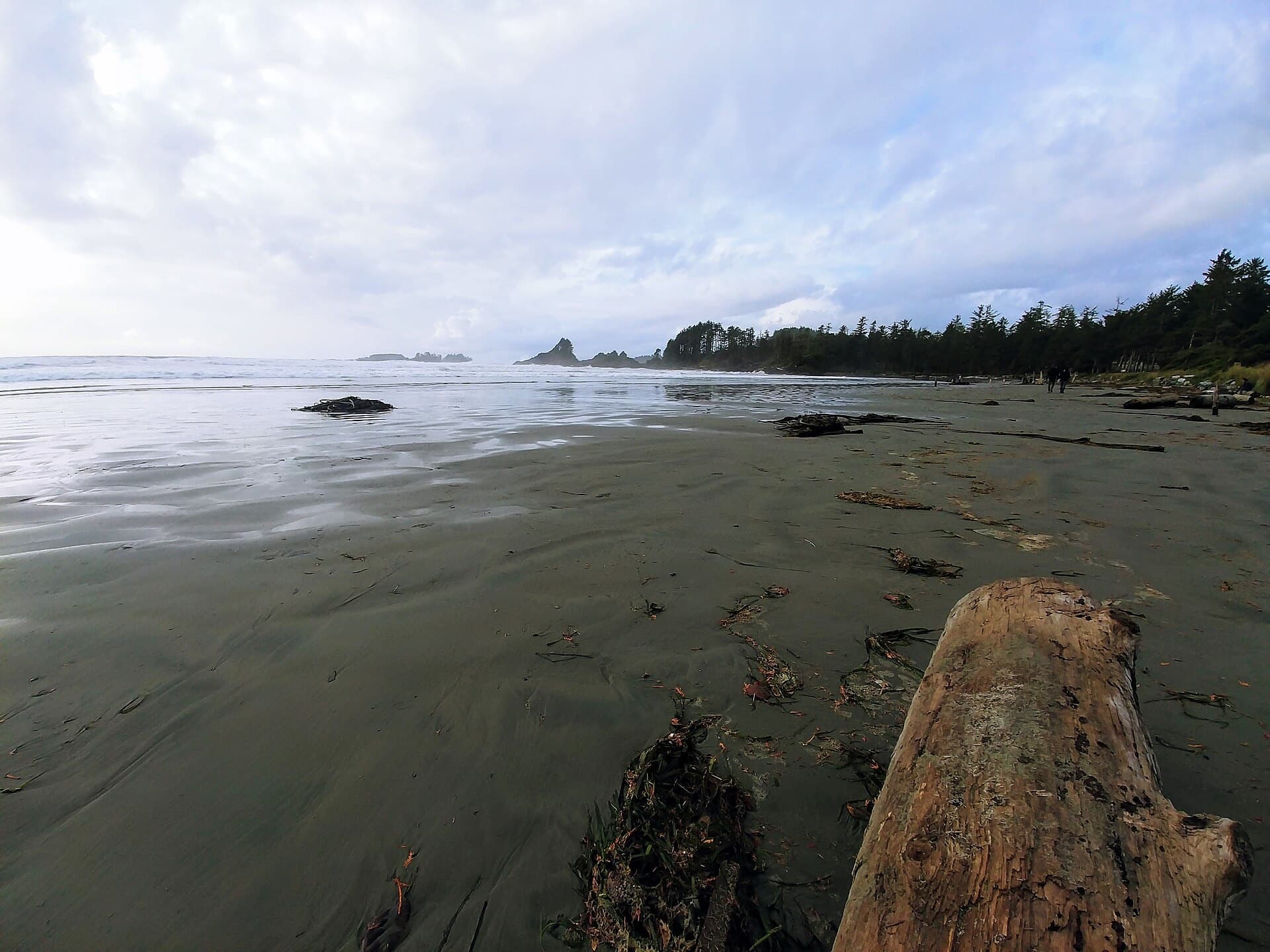 Driftwood and low mist on Long Beach near Tofino, Vancouver Island