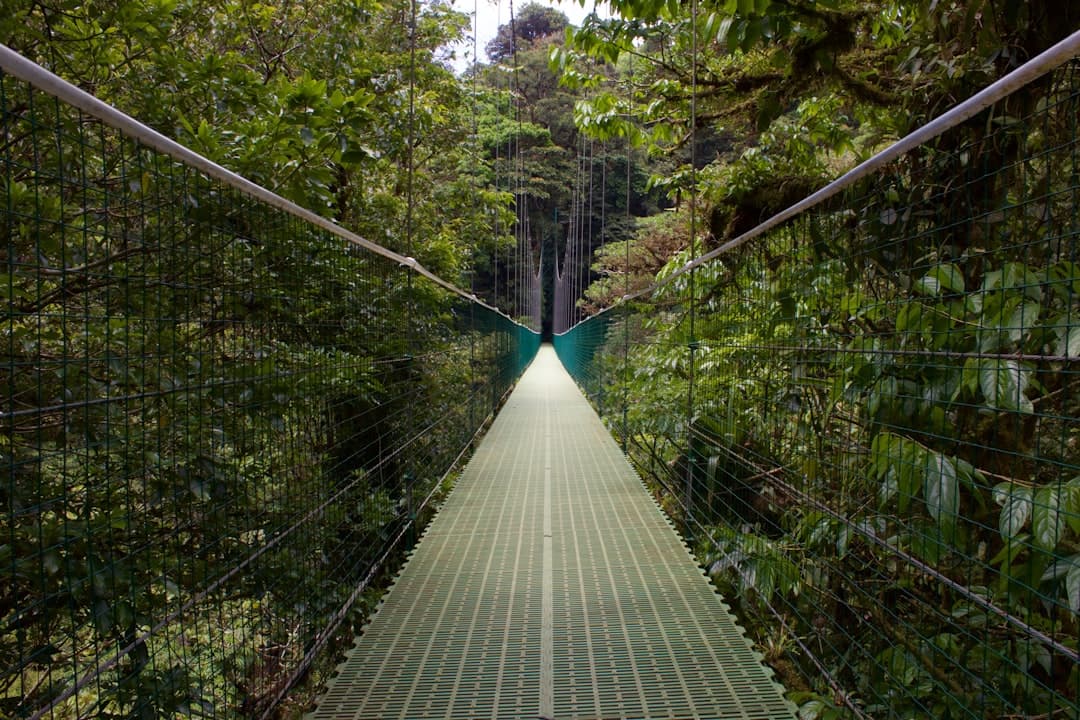 A hanging bridge disappearing into Monteverde's misty canopy