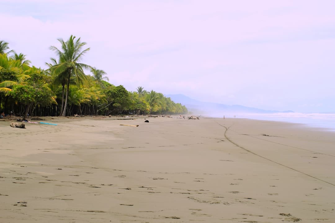 Palms leaning over an empty Nicoya Peninsula beach