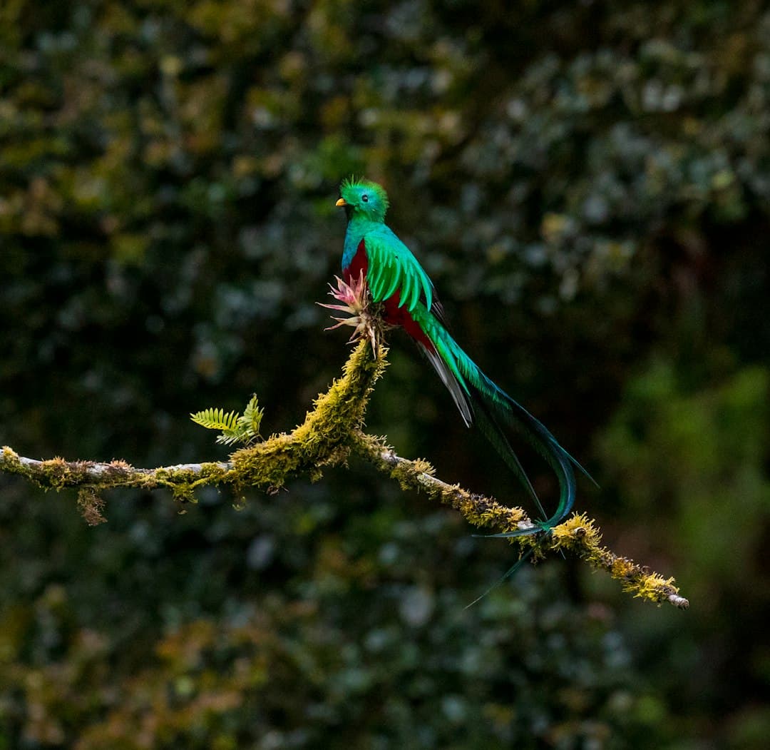 A resplendent quetzal perched among cloud-forest leaves