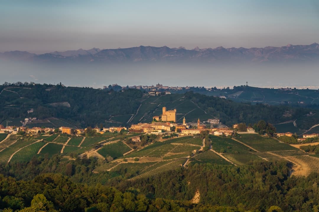 Vine rows corduroying the Langhe hills of Piedmont