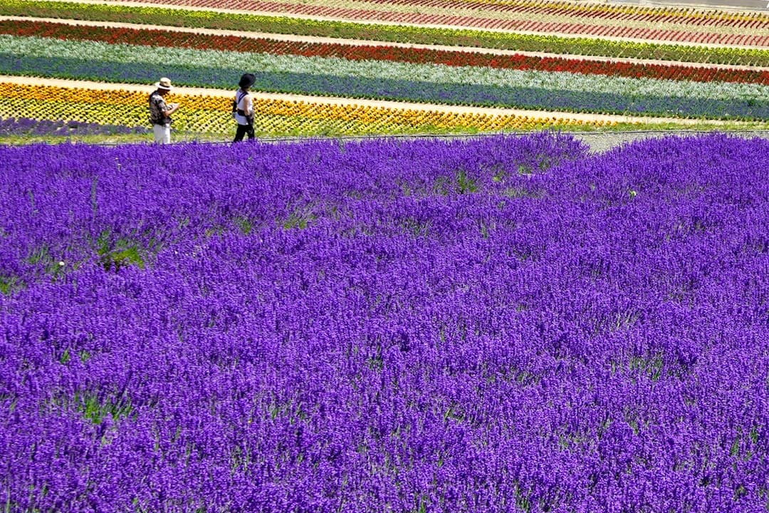 Lavender fields striping the hills of Furano, Hokkaidō