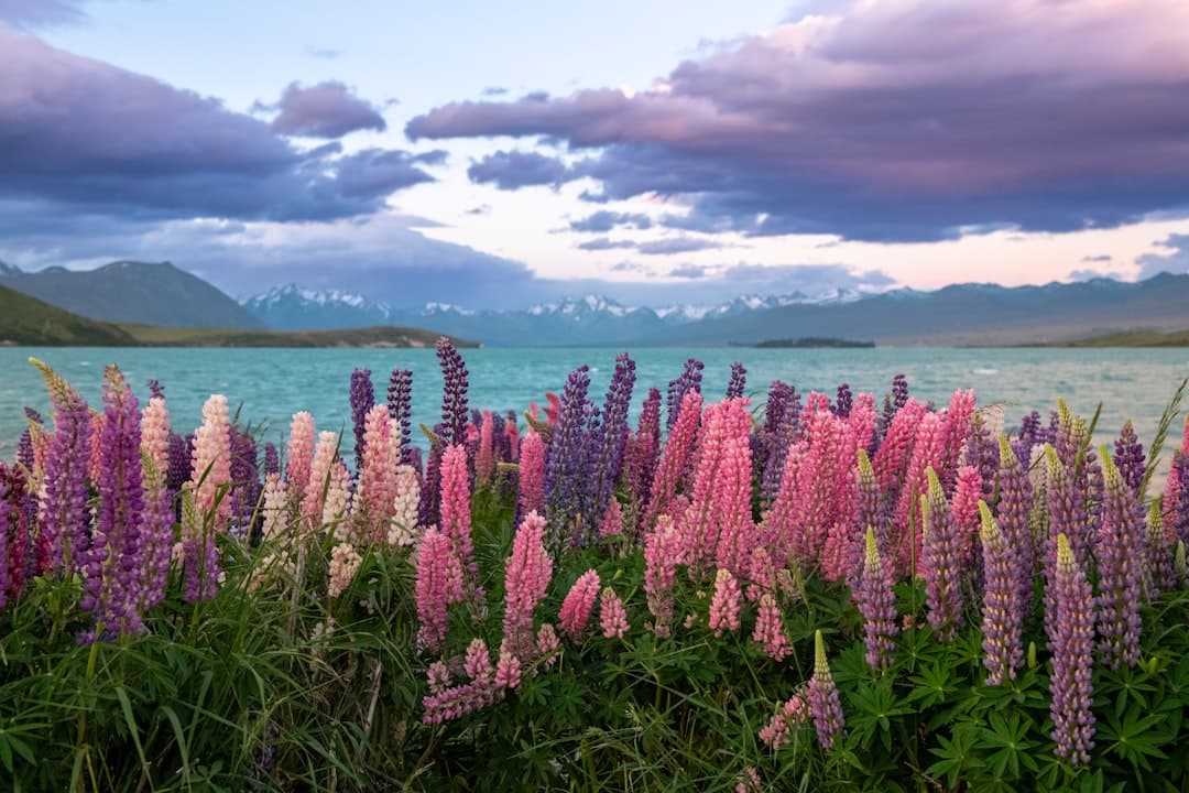 Lupins blooming on the shore of Lake Tekapo beneath the Southern Alps