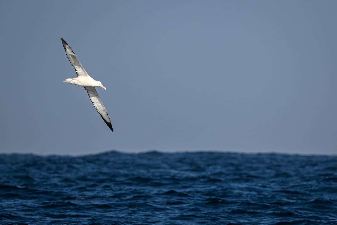 A royal albatross gliding on outstretched wings low over the Southern Ocean