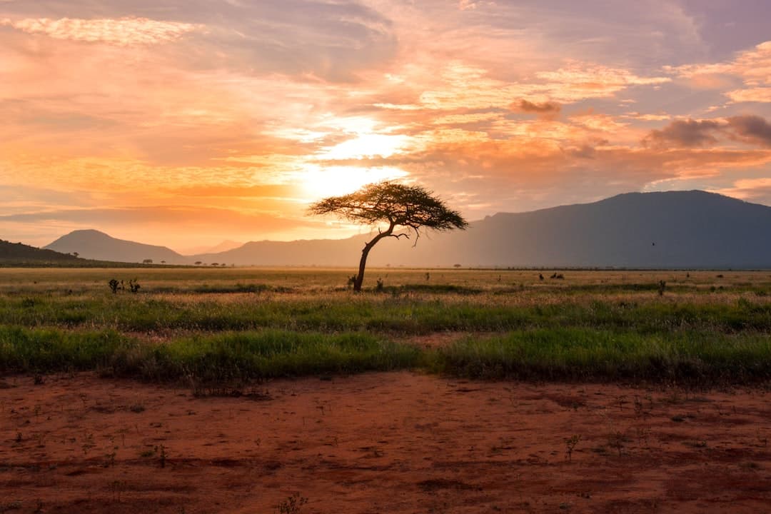 A lone acacia at sunset on the savannah, mountains rising behind