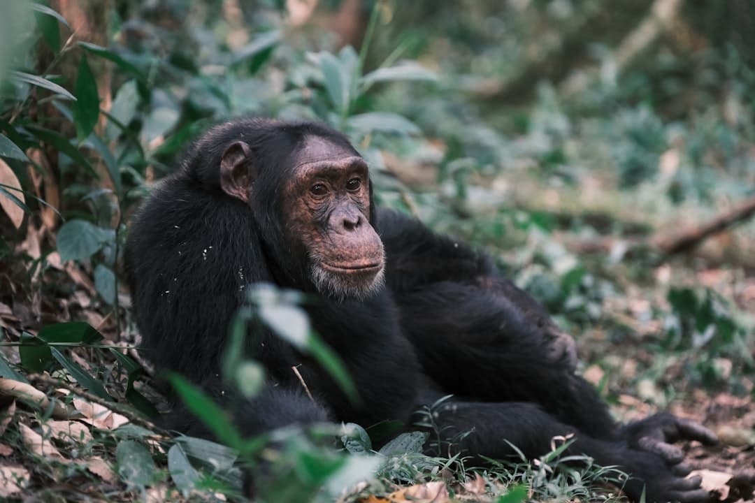 A chimpanzee at ease in the forest of the Mahale Mountains