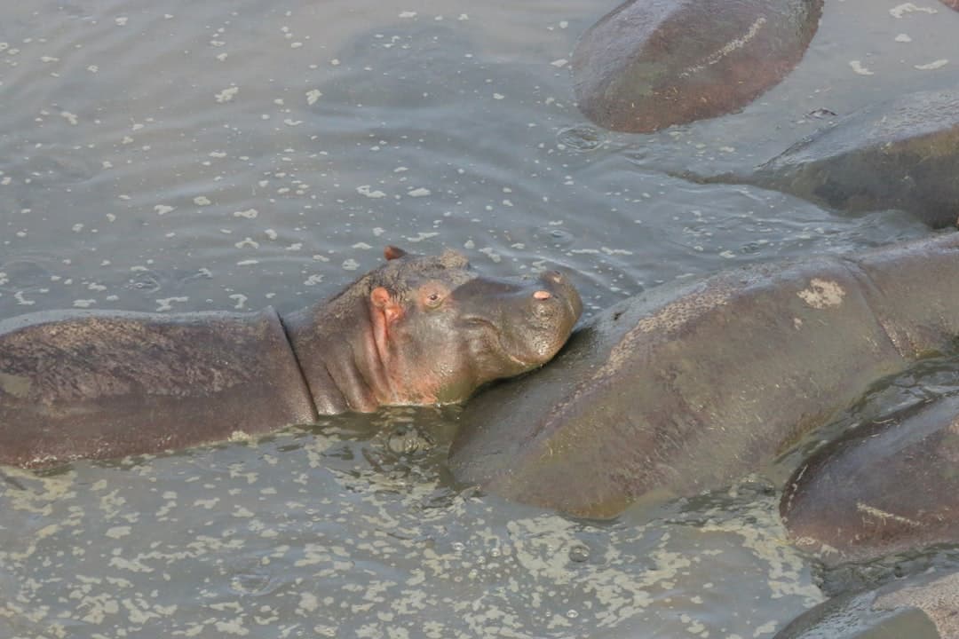 Hippos wallowing in a muddy river in the wild south