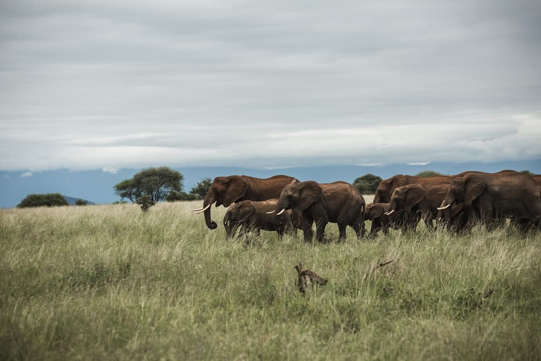 An elephant herd with calves moving through Tarangire's tall grass