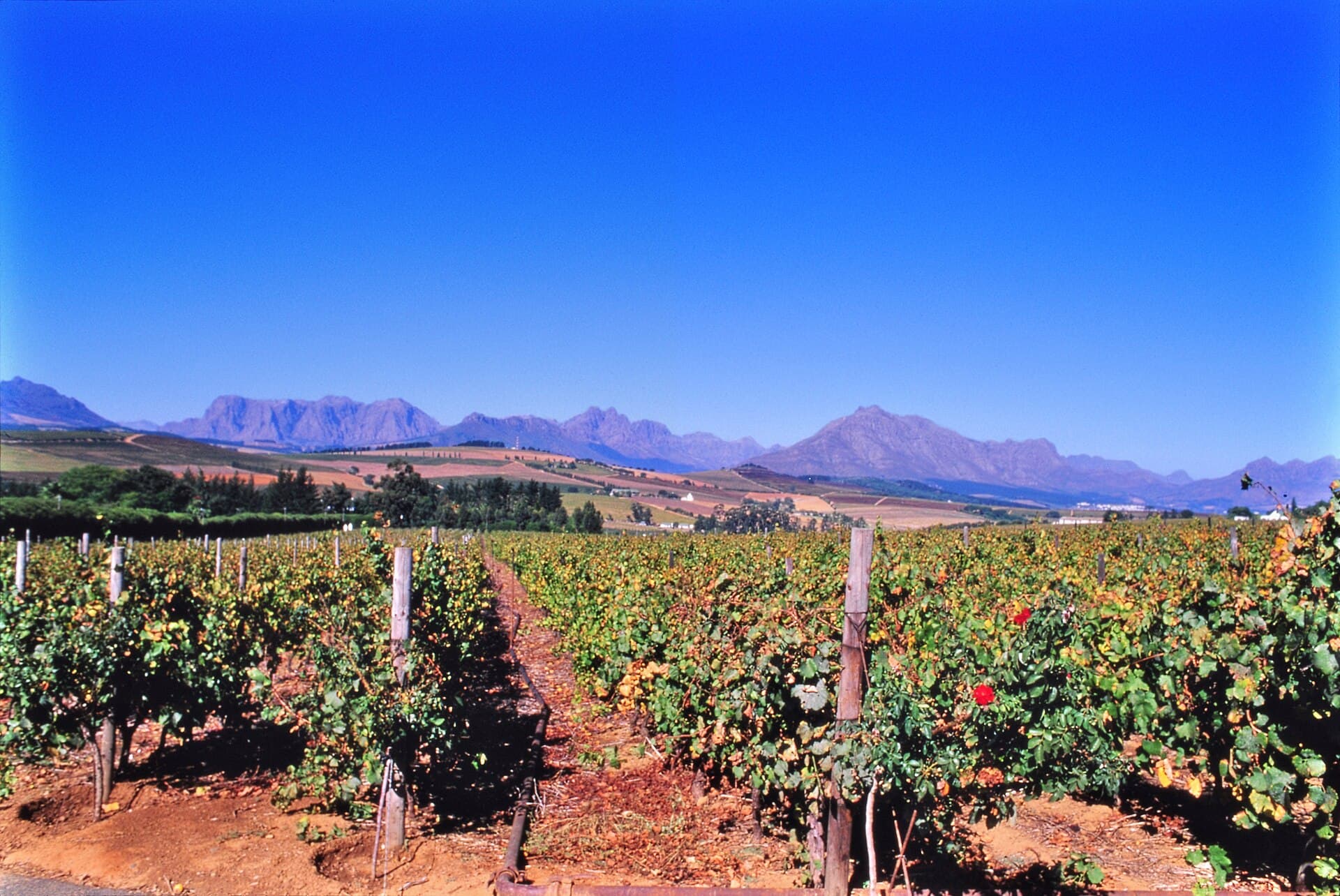 Vineyard rows beneath the mountains of the Cape Winelands