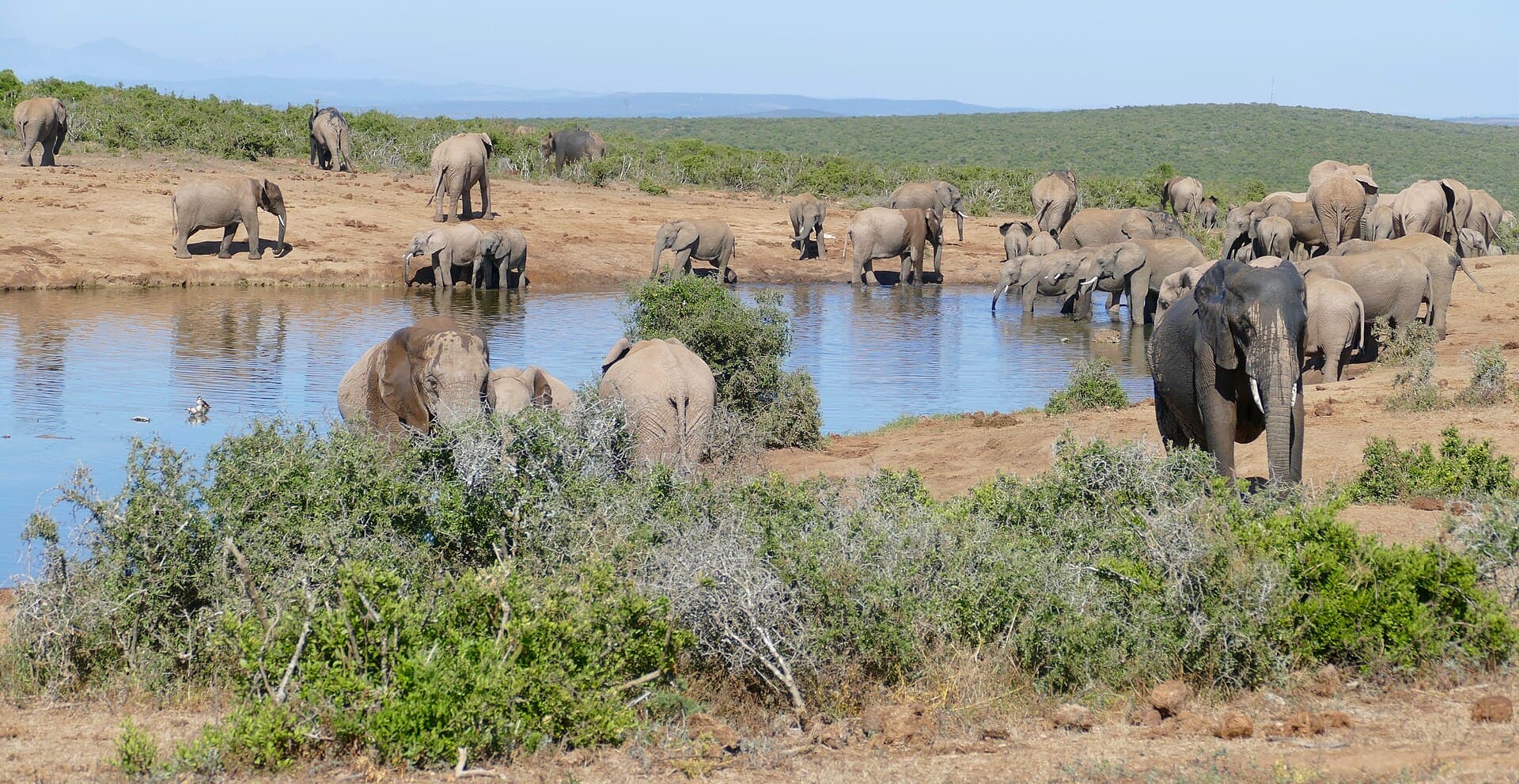 Elephants gathering at a waterhole in Addo Elephant National Park