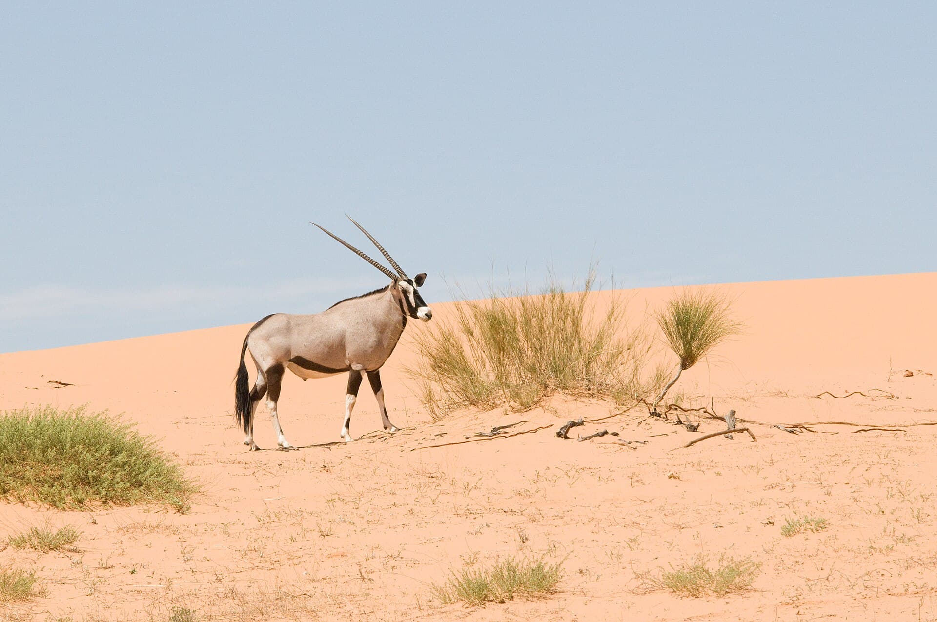 A gemsbok crossing the Kalahari's red dunes