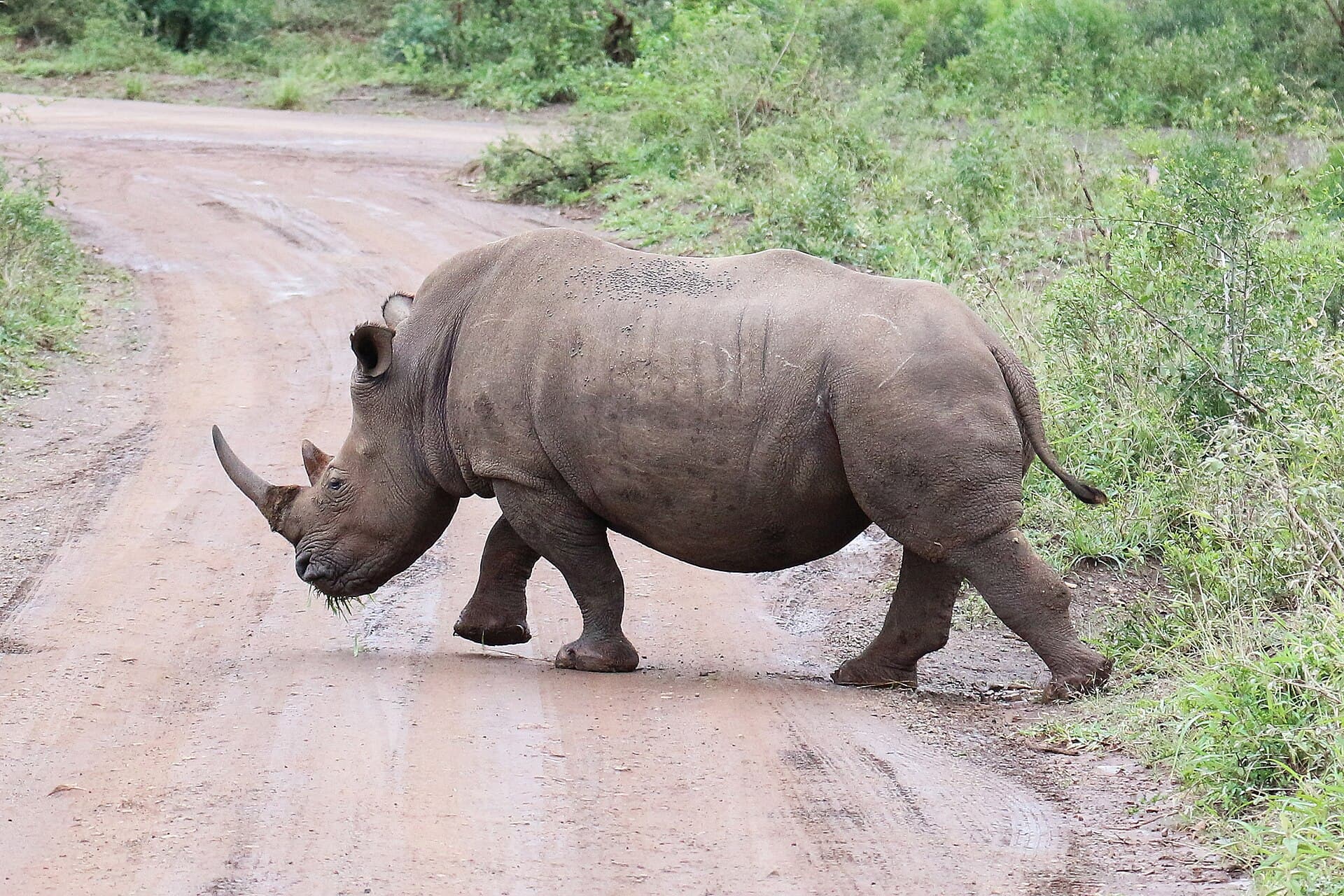 A white rhino crossing a track in Hluhluwe-iMfolozi
