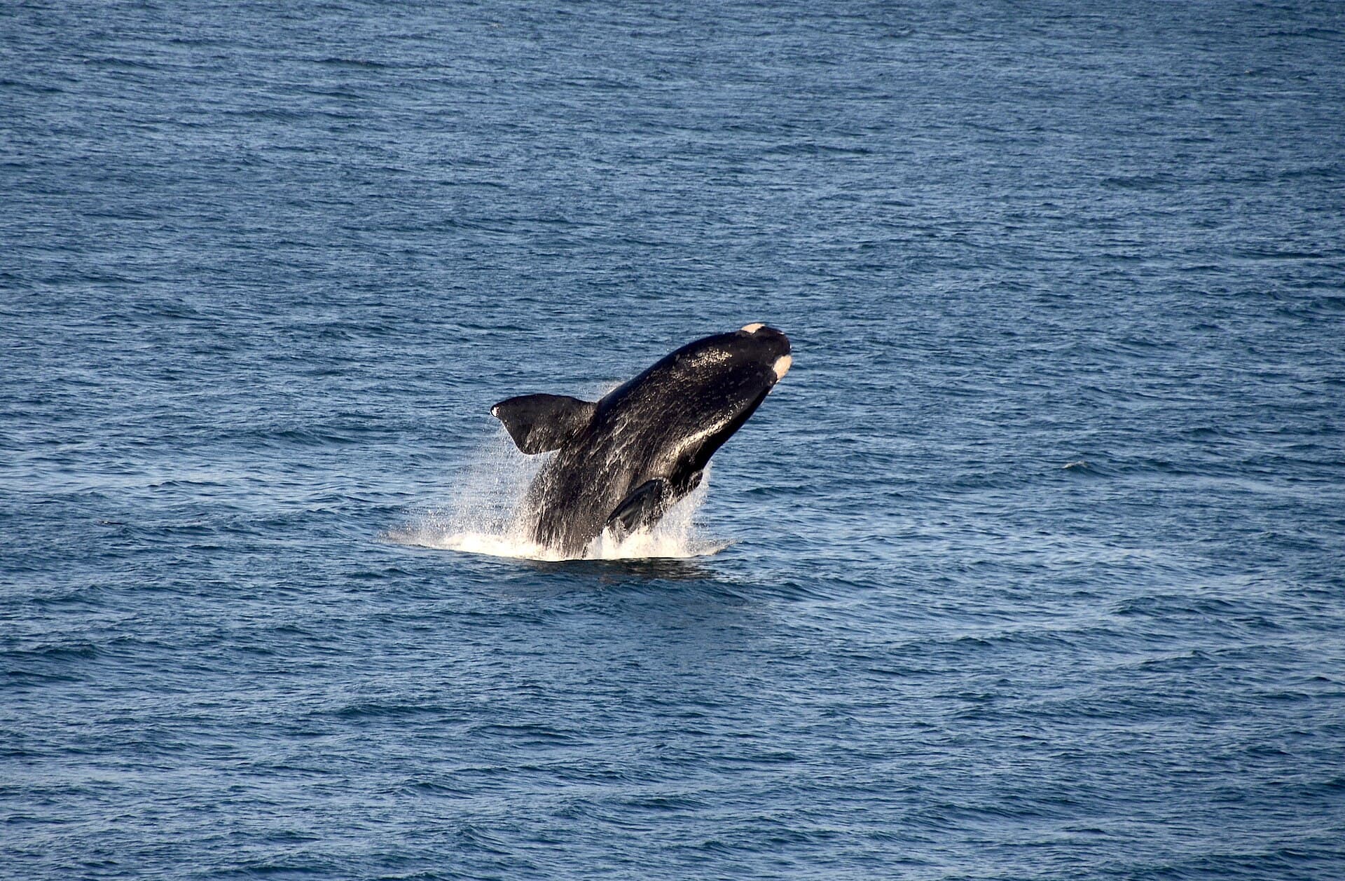 A southern right whale breaching off the Overberg coast