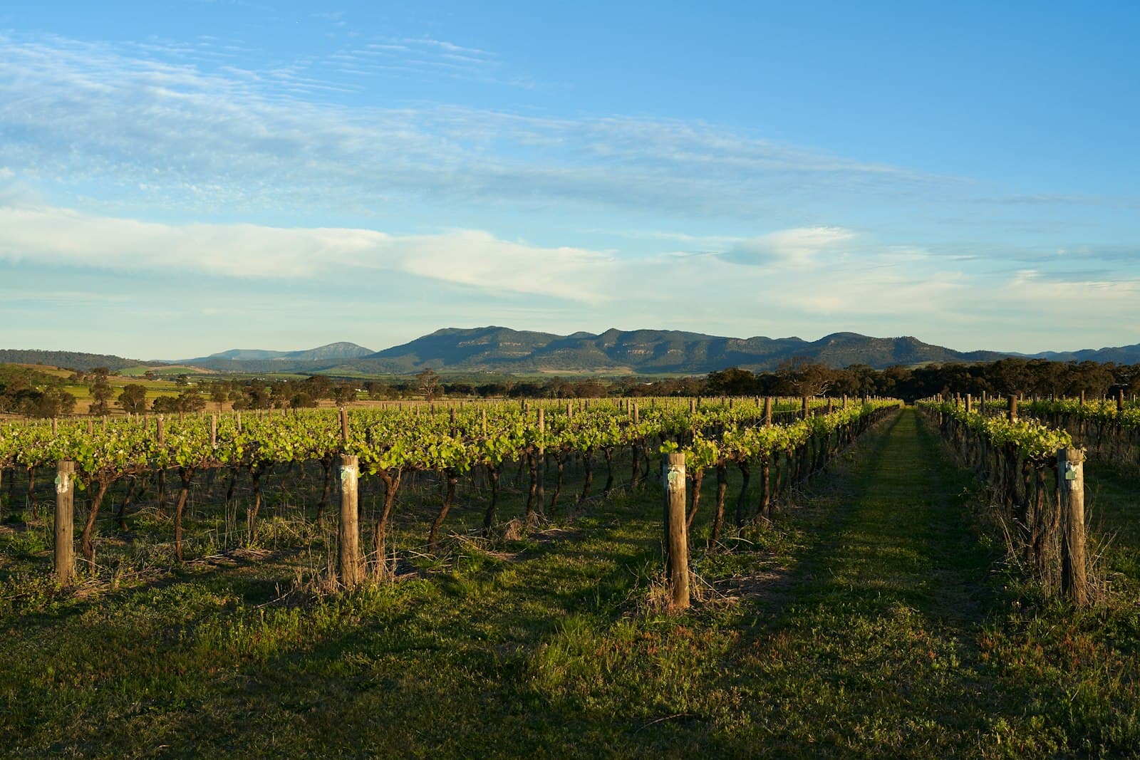 Rows of vines in the Hunter Valley with mountains on the horizon