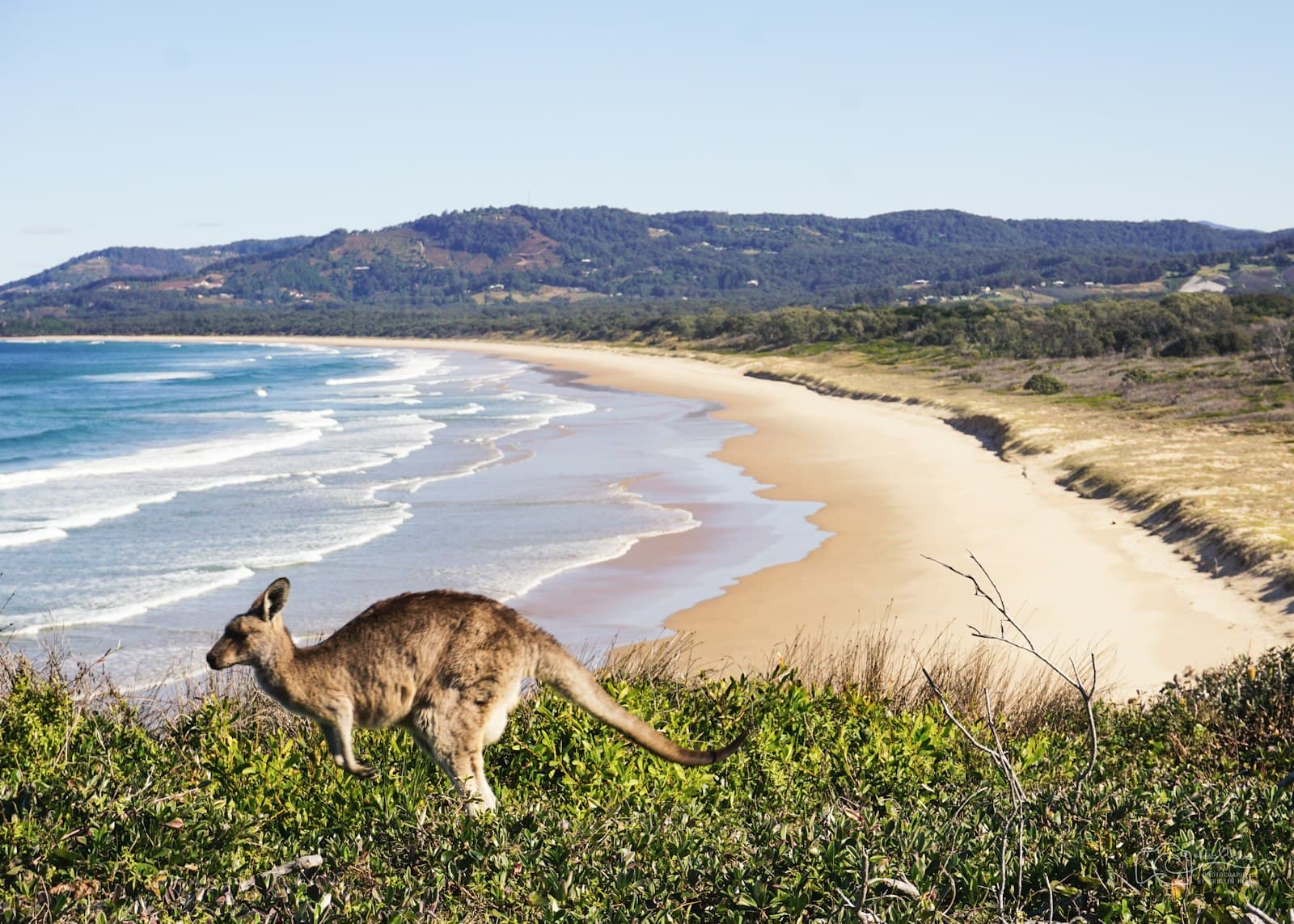 A kangaroo in coastal scrub above a long, empty beach