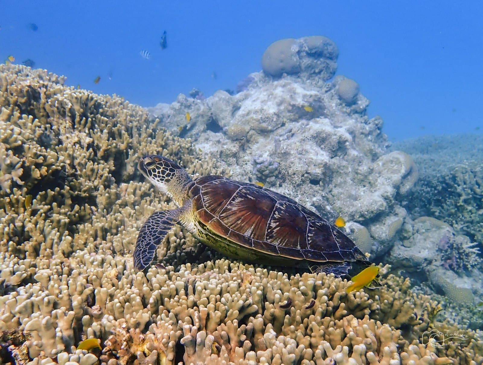 A green sea turtle resting on a coral reef