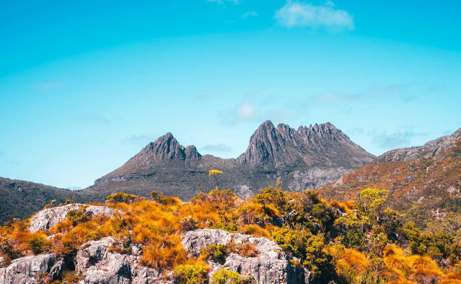 Cradle Mountain's jagged peaks above golden alpine scrub