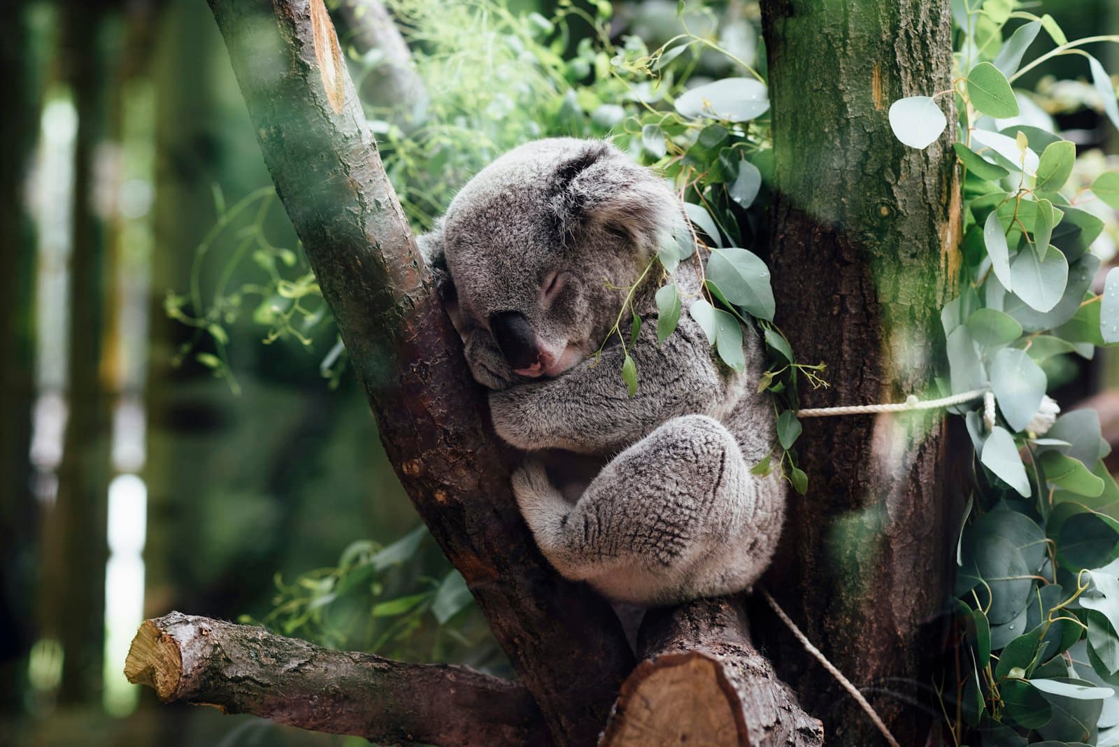 A koala dozing in the fork of a eucalyptus tree
