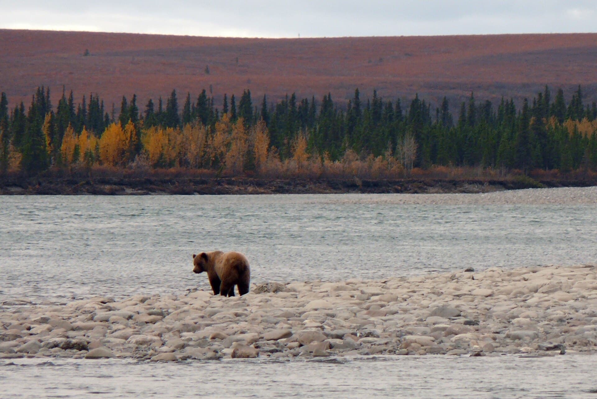 A grizzly bear walking a stony riverbank