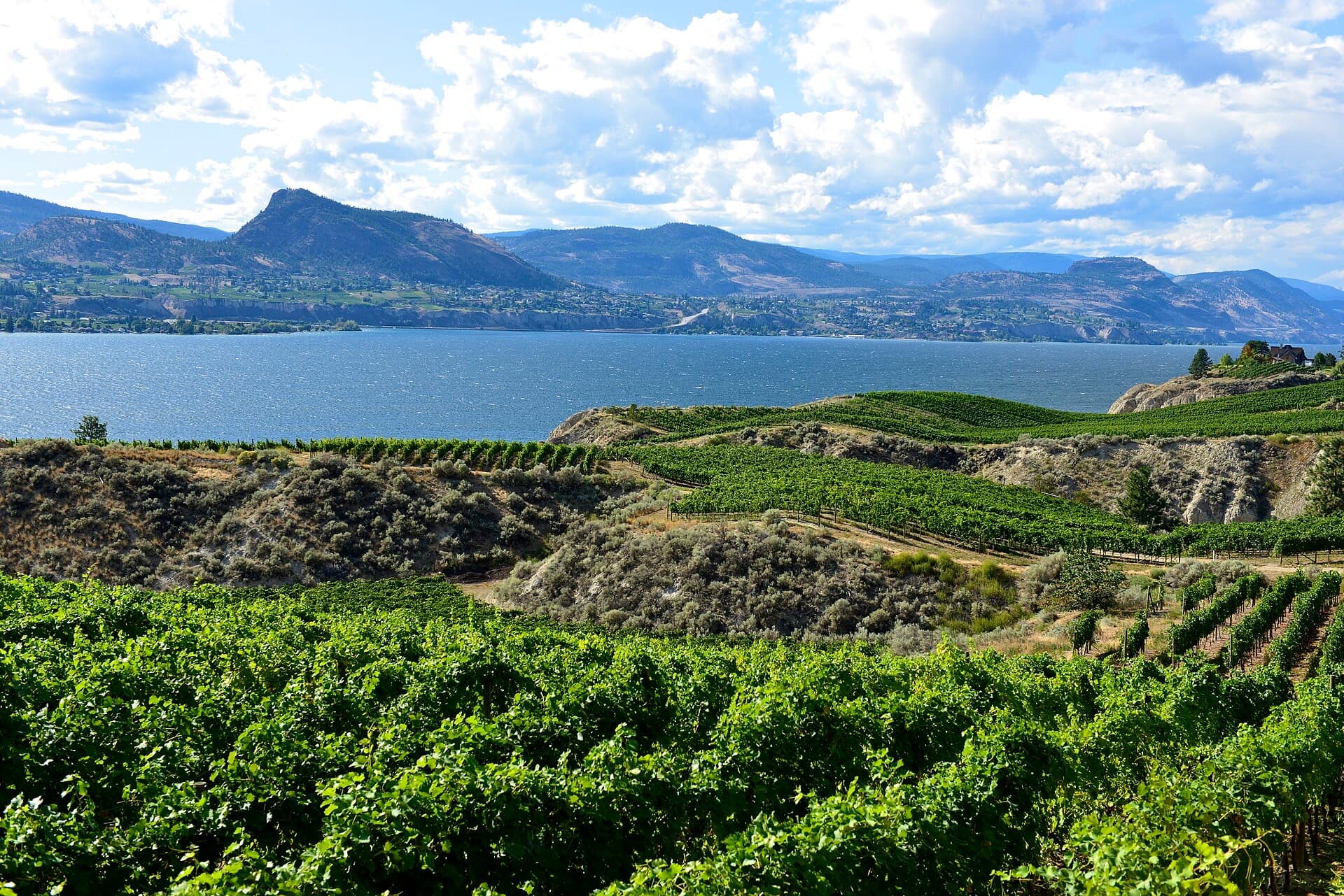 Vine rows above Okanagan Lake on the Naramata Bench