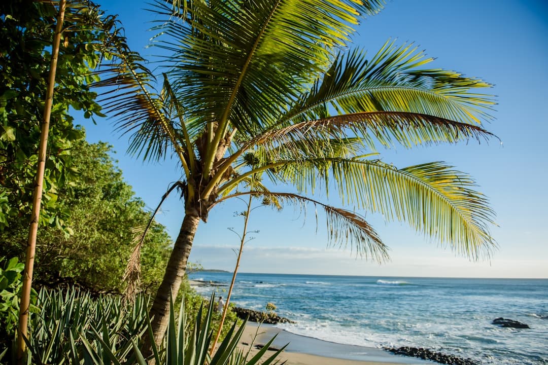 Palms over turquoise water on an empty beach