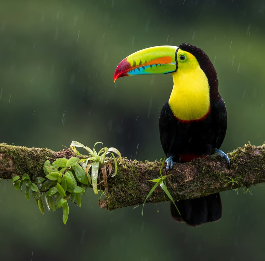 A keel-billed toucan showing off its rainbow bill