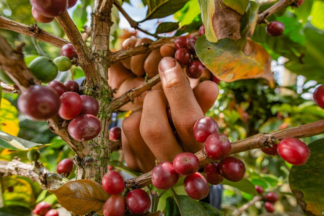 Hands full of ripe red coffee cherries at harvest