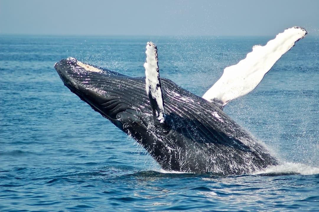 A humpback whale breaching clear of the water