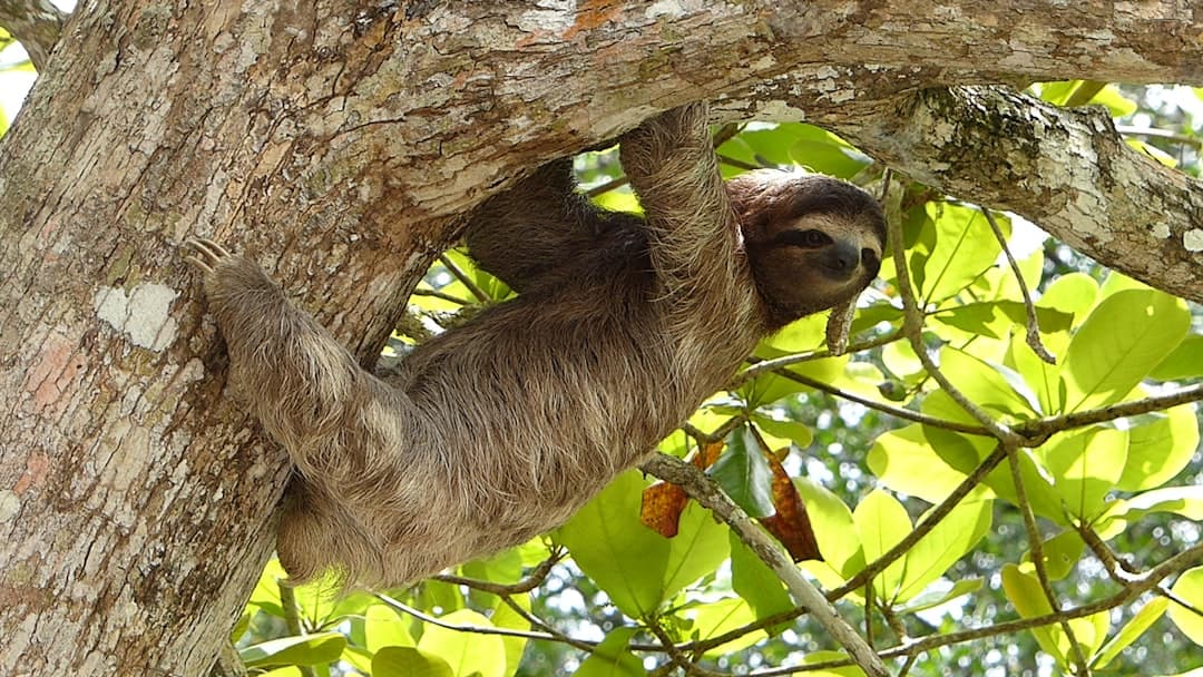 A sloth hanging easy in a rainforest tree