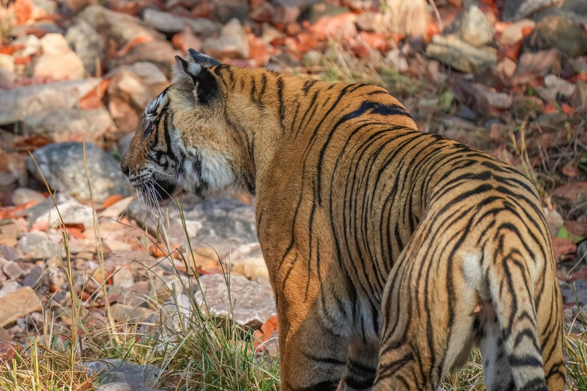 A Bengal tiger moving through dry grass