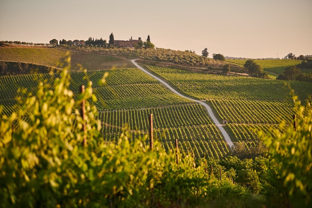 A white road curving through Chianti vines toward a hilltop farmhouse