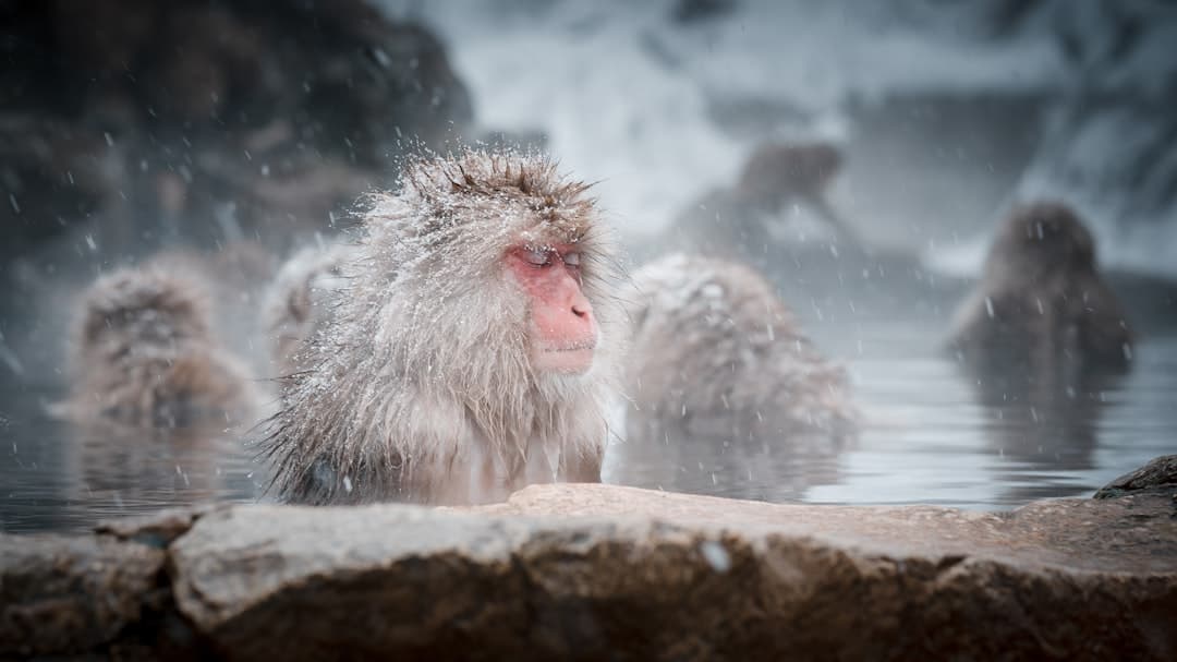 Snow monkeys soaking in a steaming hot spring as snow falls