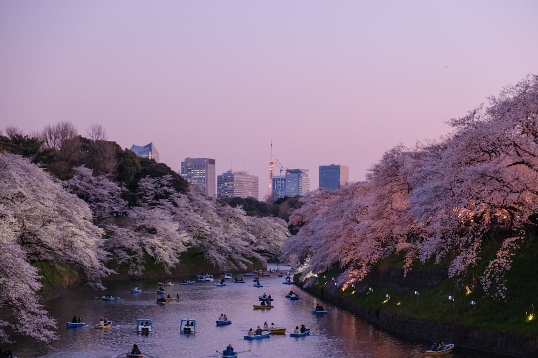 Rowboats drifting beneath banks of cherry blossom on a Tokyo moat