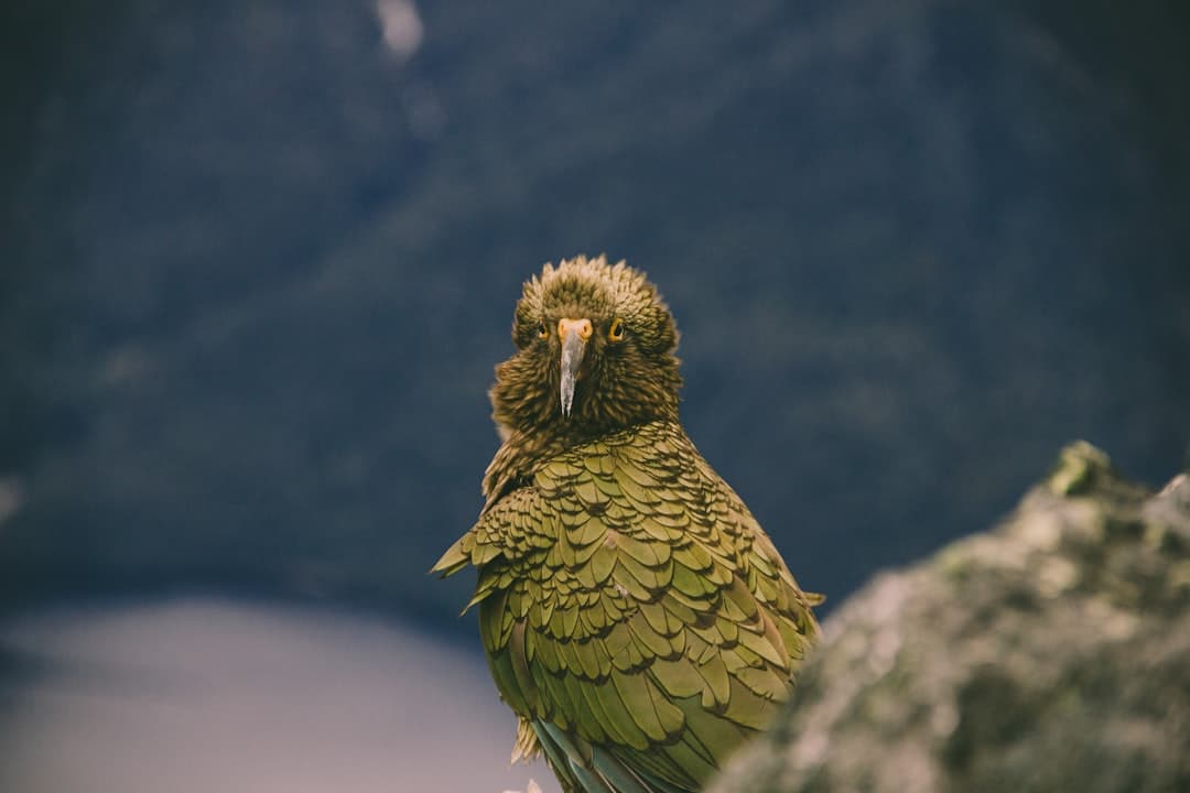 A kea, New Zealand's alpine parrot, perched on a rock above a blurred fiord