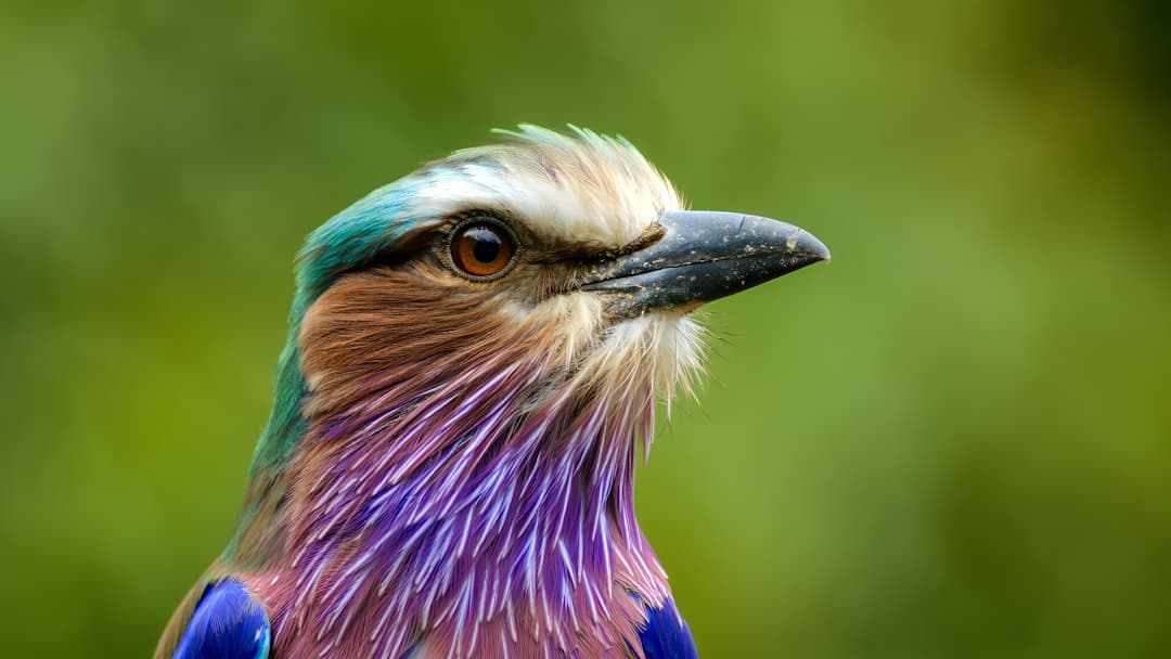 A lilac-breasted roller showing its colours on a branch