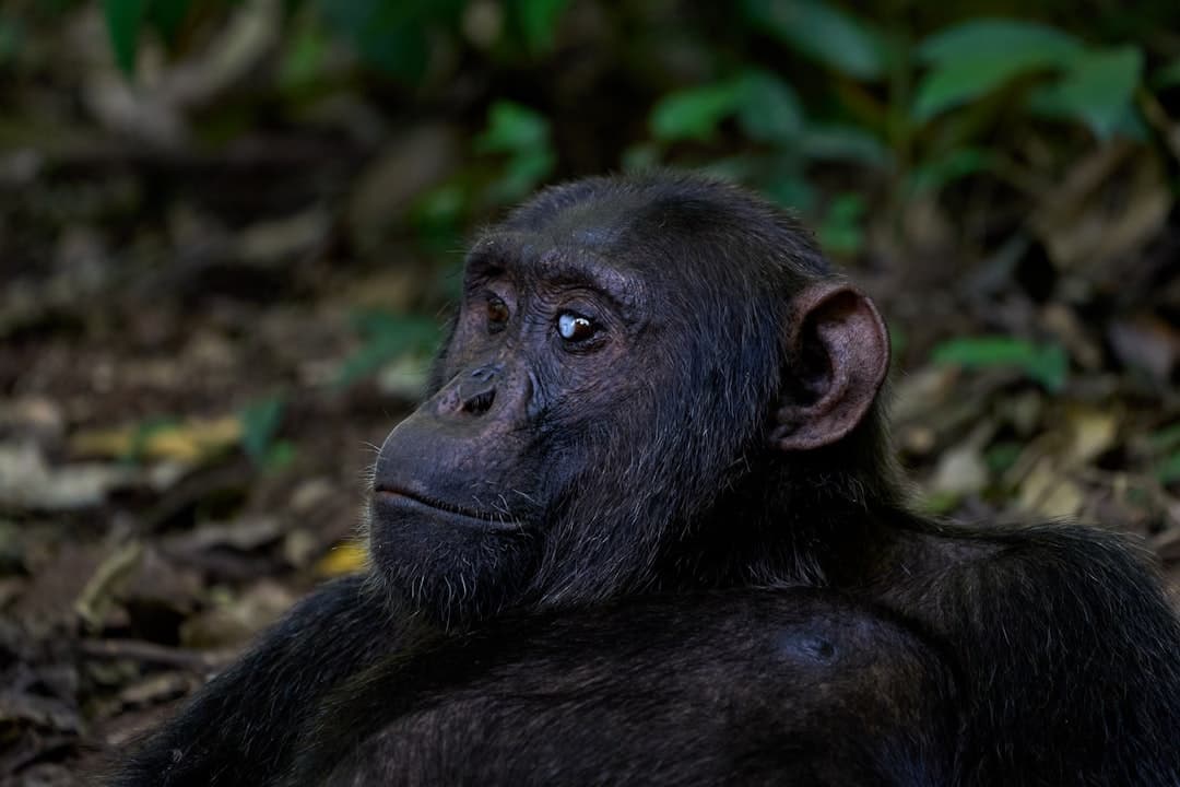 A chimpanzee resting on the forest floor, gazing aside