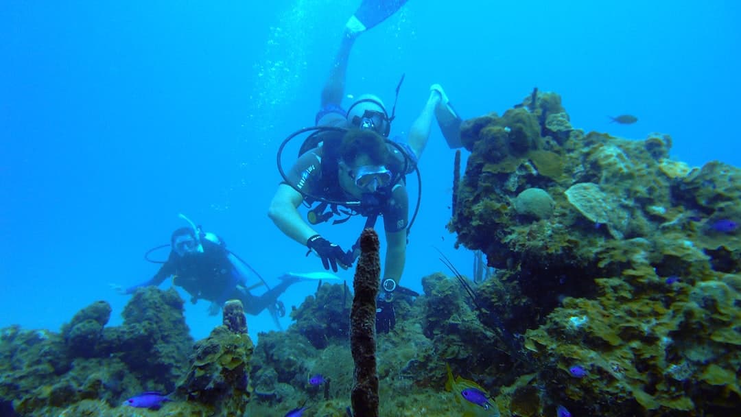 A diver over healthy Indian Ocean coral