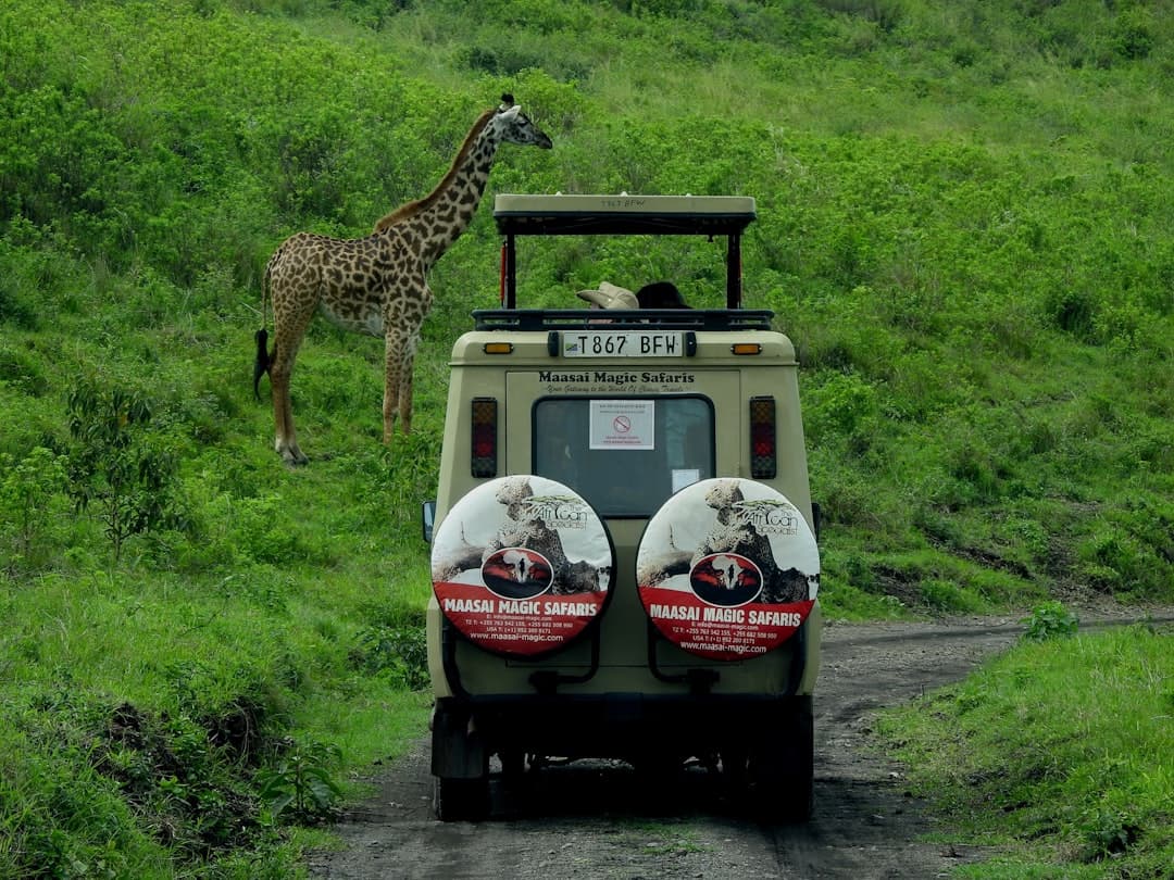 A giraffe beside an open-roofed safari vehicle on a green hillside