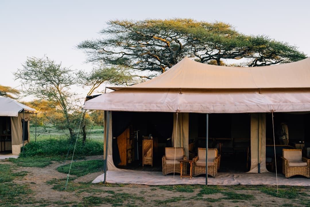 A tented safari camp beneath a spreading acacia in golden light