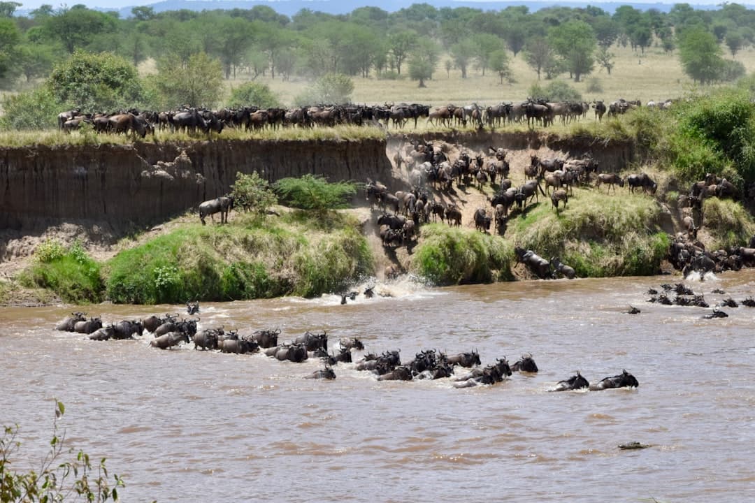 Wildebeest plunging through a river on migration