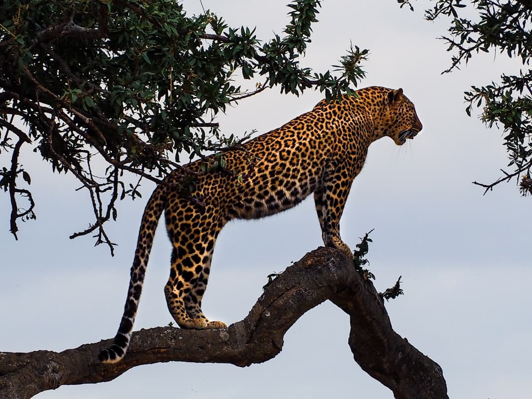 A big cat in golden light, made for the long lens