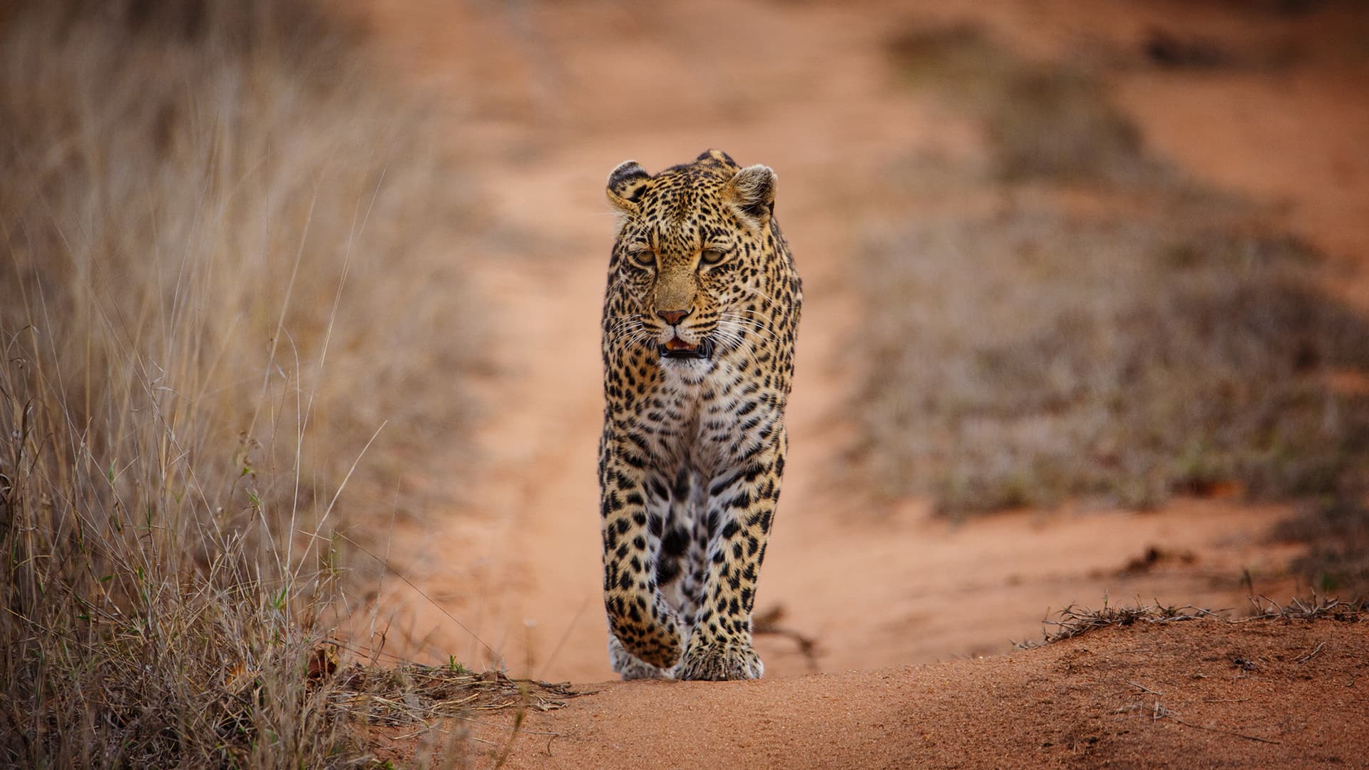 A leopard padding down a red bush track