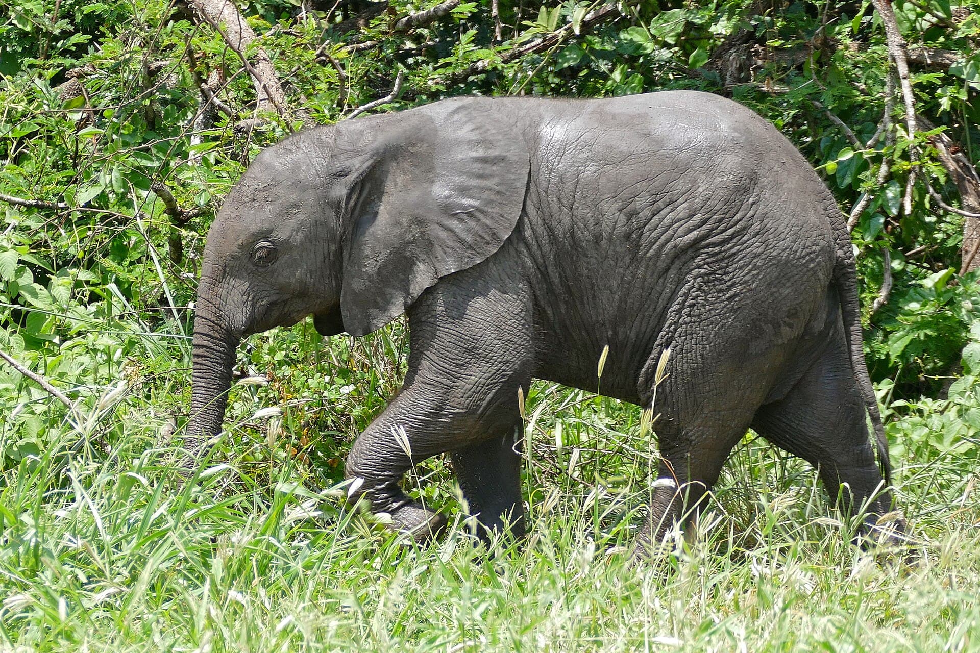 An elephant calf in thick green bush