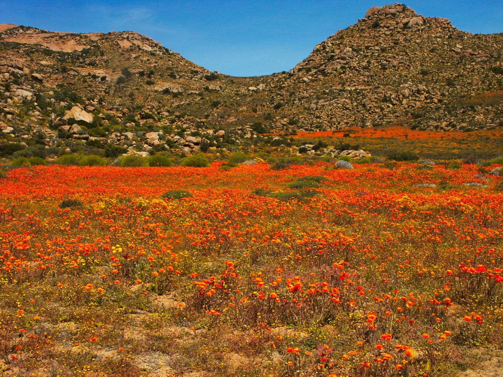 Namaqualand's plains carpeted in orange spring daisies
